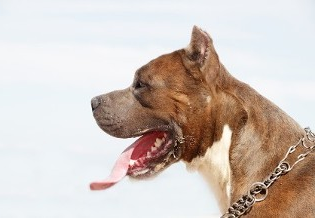 Pit Bull, Dog Training in Forney, TX